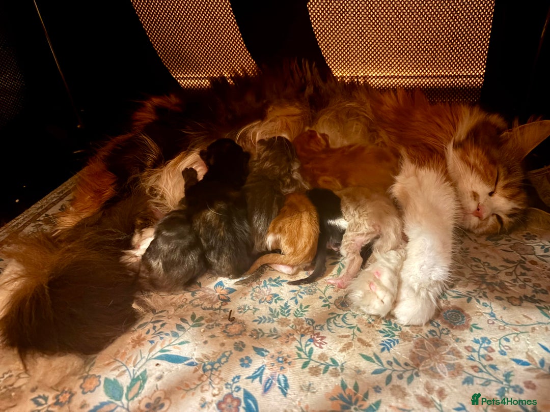 Maine Coon cats for sale: Maine Coon cuties - Advert 1