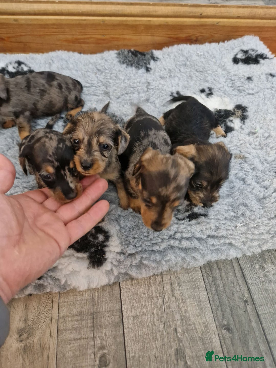 Dachshund dogs for sale: Wirehaired daschund chocolate dappled  - Advert 17
