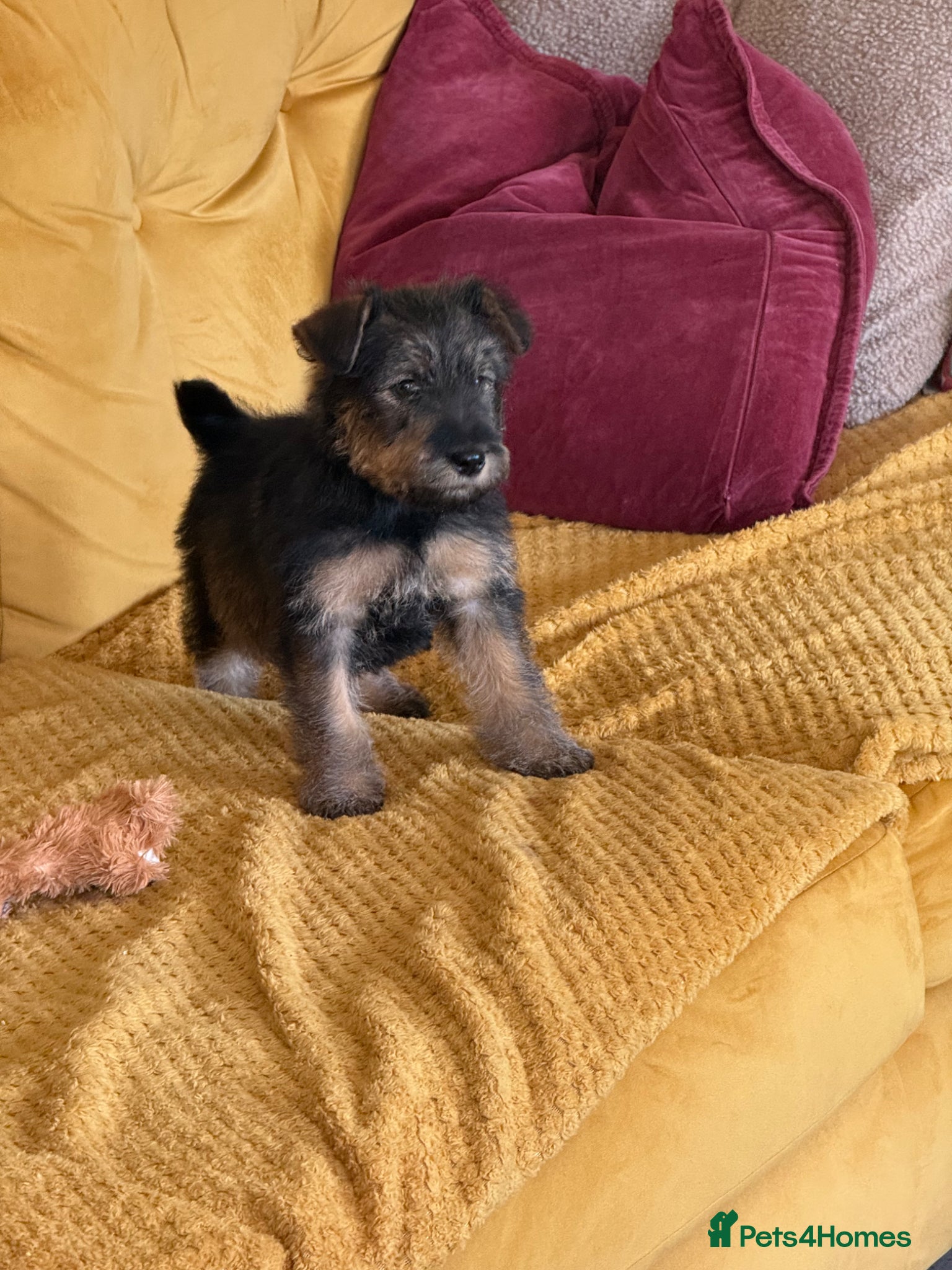 Welsh Terrier dogs Gucci  - Advert 9