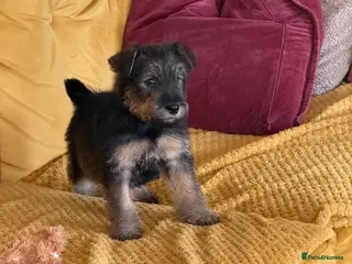 Welsh Terrier dogs Gucci - Advert 9