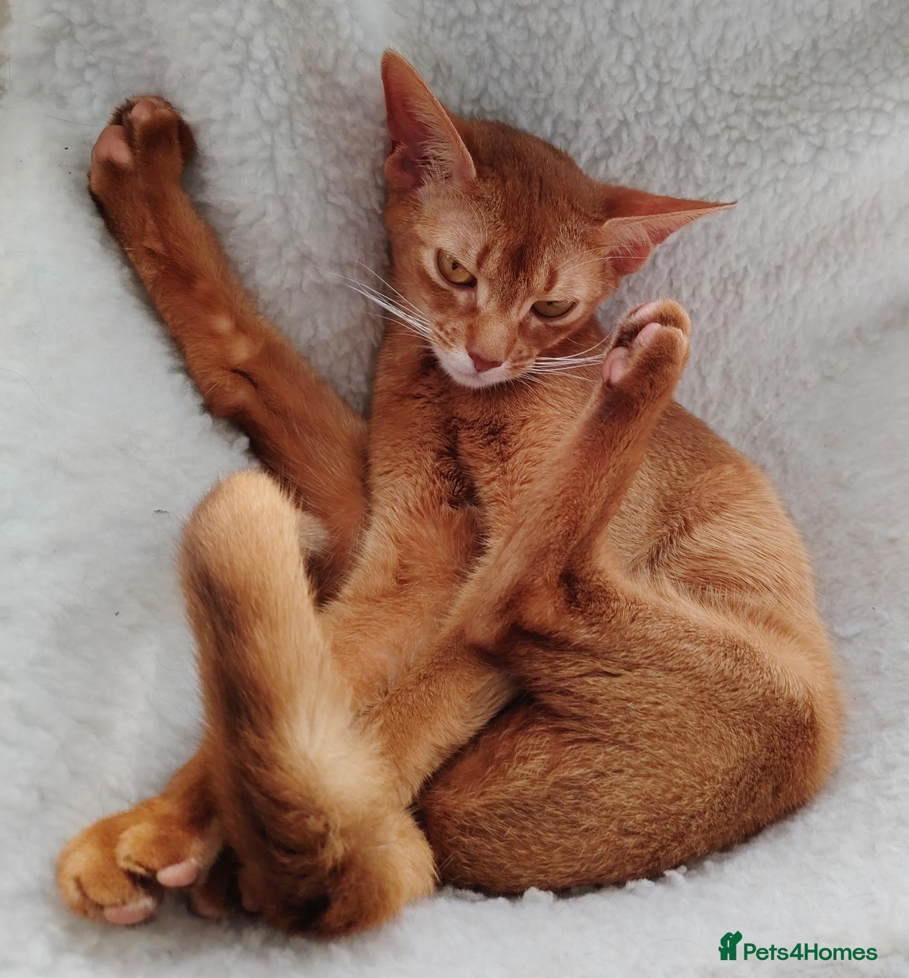 Mixed Breed cats Beautiful Devon Rex x Abyssinian kittens  - Advert 1
