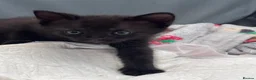 Mixed Breed cats for sale: Baby girl kittens - Advert 14