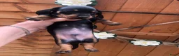 Dachshund dogs for sale: Miniature dutch hound, puppies  - Advert 10