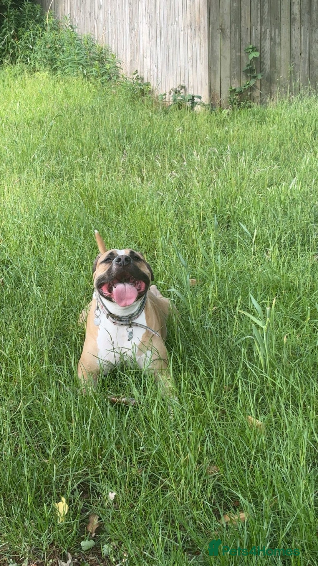 Mixed Breed dogs for sale: Bodhi - 2 Year Old AmBull X - Image 9