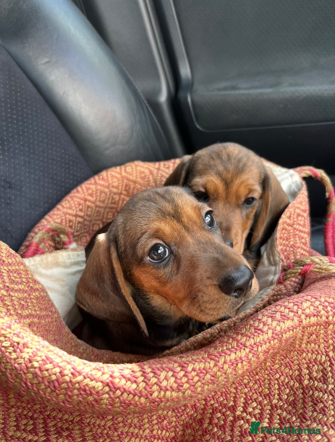 Miniature Dachshund dogs  Beautiful KC Shaded Red miniature Dachshund Boys - Advert 1