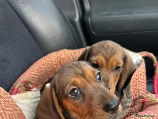 Miniature Dachshund dogs Beautiful KC Shaded Red miniature Dachshund Boys - Advert 1
