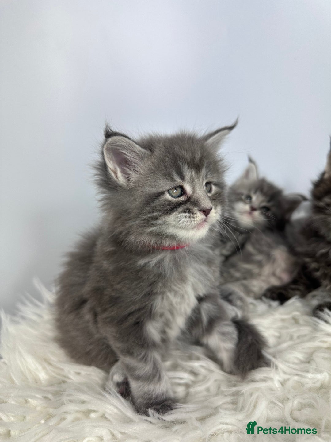 Maine Coon cats for sale: 6 Gorgeous Pure Breed Maine Coon Kittens - Advert 28