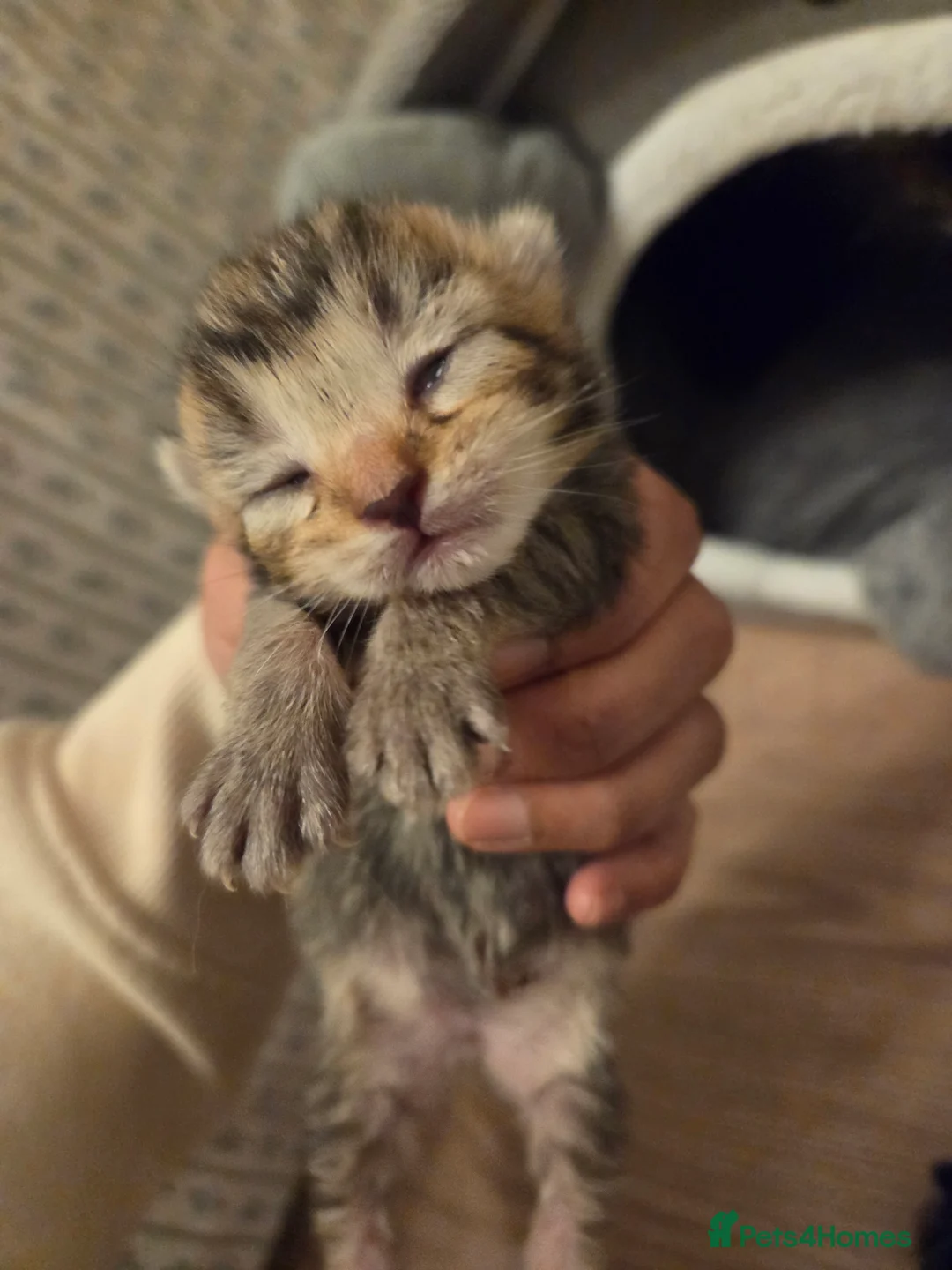 Mixed Breed cats for sale: Mixed breed kittens  - Advert 1