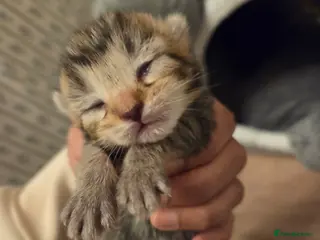 Mixed Breed cats Mixed breed kittens - Advert 6