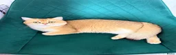 British Shorthair cats for sale: Lovely retired British shorthair queen - Advert 4