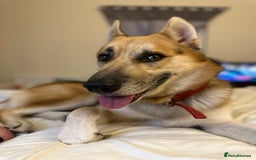 Shepsky dogs for sale: Urgent Rehoming – Loving Dog Needs Safe Home - Image 5