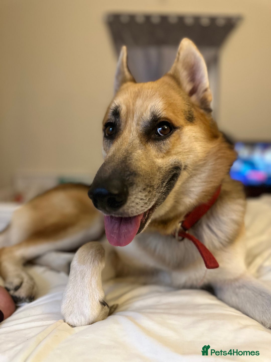 Shepsky dogs for sale: Urgent Rehoming – Loving Dog Needs Safe Home - Image 5