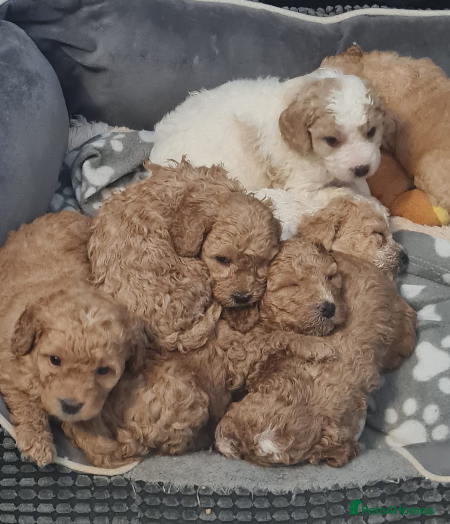 Mixed Breed dogs Cavapoochon - Advert 1