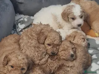 Mixed Breed dogs Cavapoochon - Advert 1