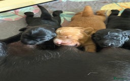 Cockerdor dogs for sale: Gorgeous Cockador puppies  - Image 3