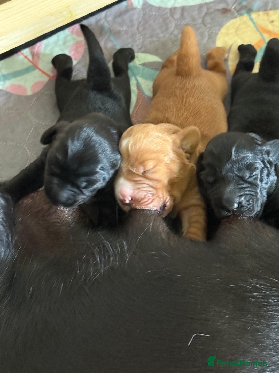 Cockerdor dogs for sale: Gorgeous Cockador puppies  - Image 3