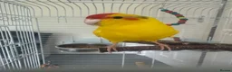 Parakeets birds for sale: 10-month-old Kakariki – Looking for a Loving Home in Birmingham - Advert 4