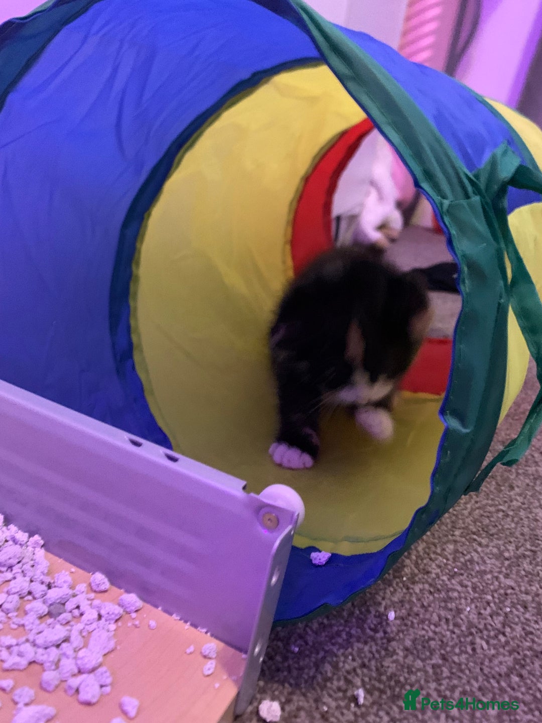 Maine Coon cats for sale: mixed breed kitten for sale  - Image 5