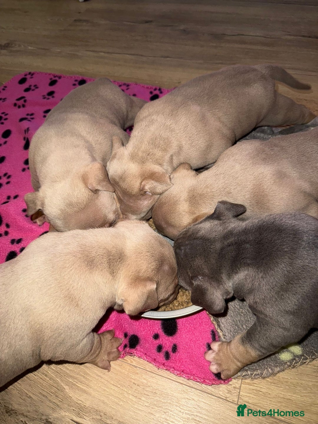 American Bully dogs for sale: Pocket bully pups - Advert 22