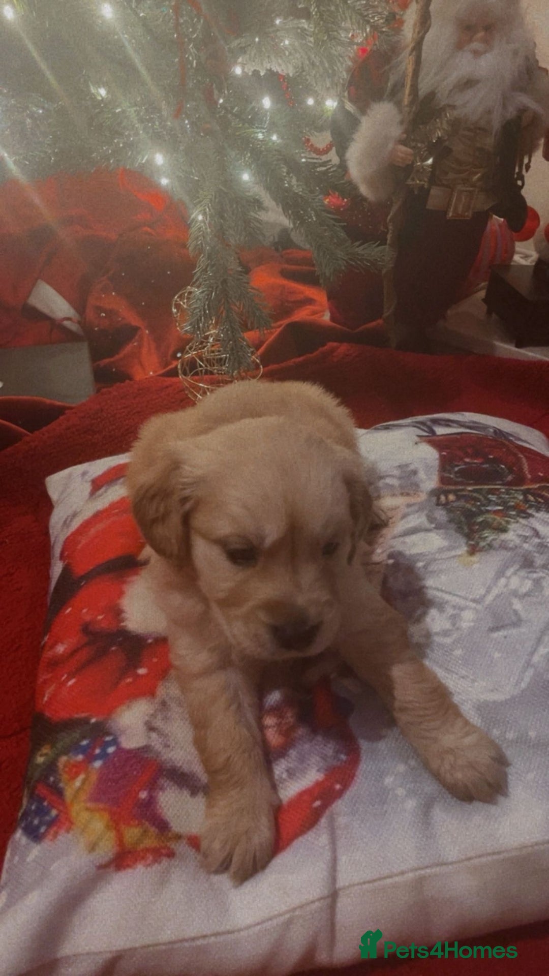 Golden Retriever dogs for sale: Golden retriever 5 boys🐶🐾 - Advert 6