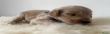 Australian Labradoodle 7