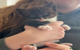 British Shorthair cats for sale: Kittens - Image 15