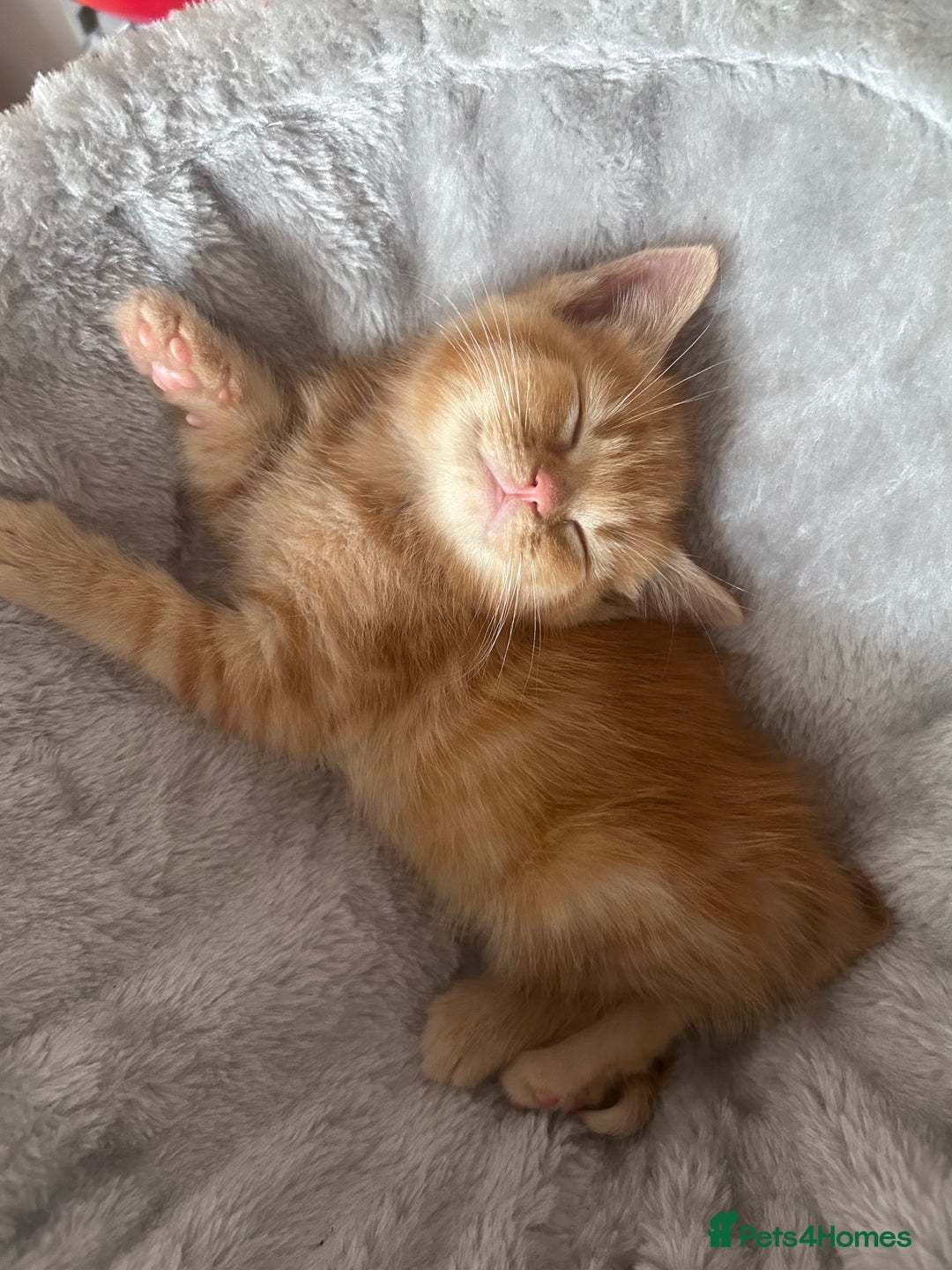 Mixed Breed cats for sale: 4 kittens 2 male 2 female  - Image 5