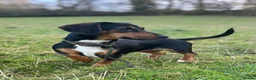 Dachshund dogs for sale: Wire haired miniature dachsunds - Advert 6