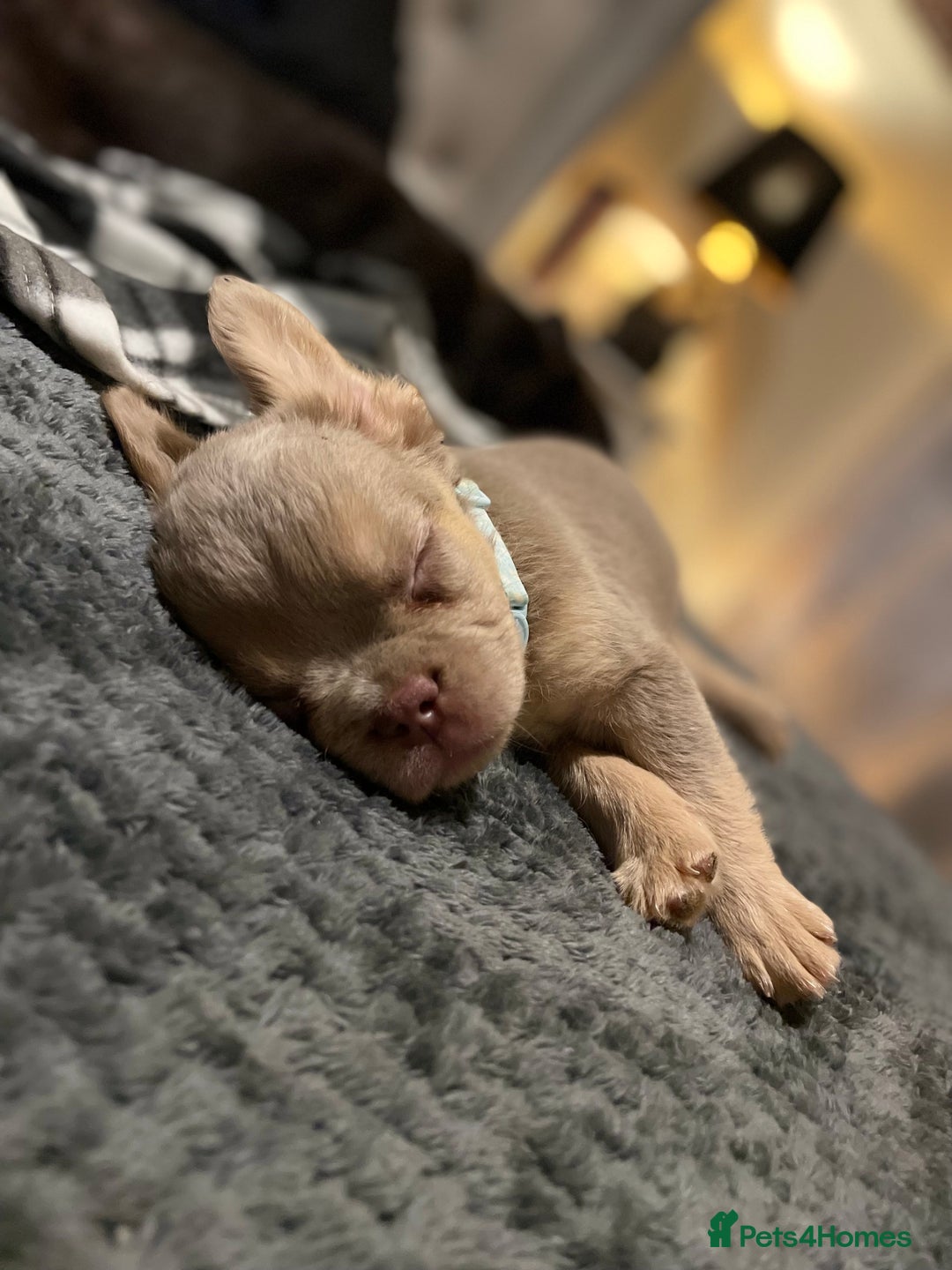 French Bulldog dogs for sale: Visual Fluffy Compact French Bulldogs 🩷🐶🐾 - Advert 11