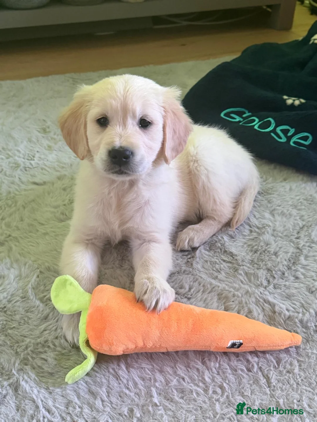 Golden Retriever dogs for sale: Enchanting KC registered Golden Retriever Puppies - Advert 2