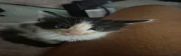 Maine Coon cats for sale: Maine coon baby floofs - Advert 2