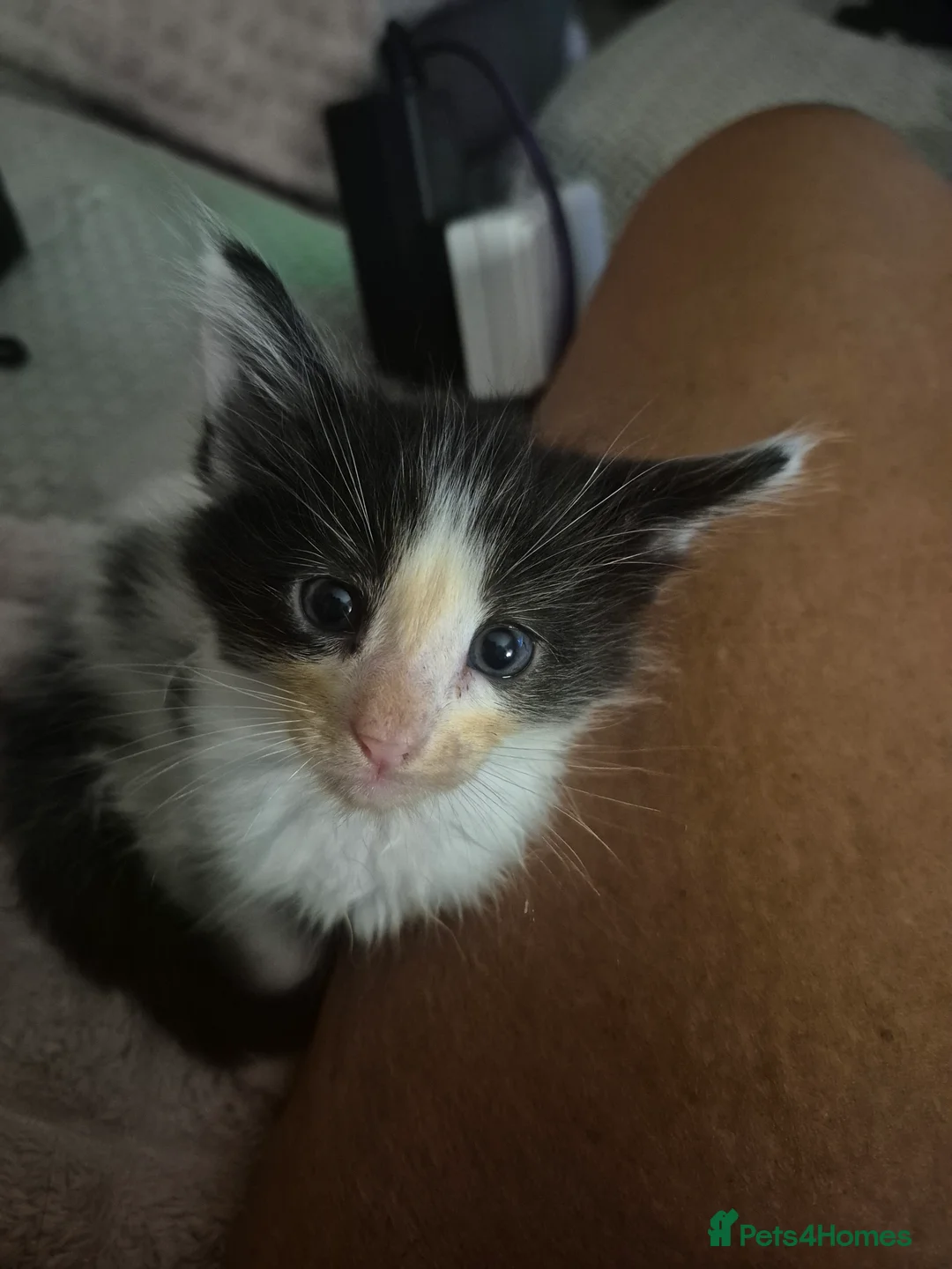 Maine Coon cats for sale: Maine coon baby floofs - Advert 2