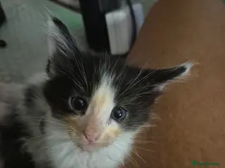 Maine Coon cats Maine coon baby floofs - Advert 1