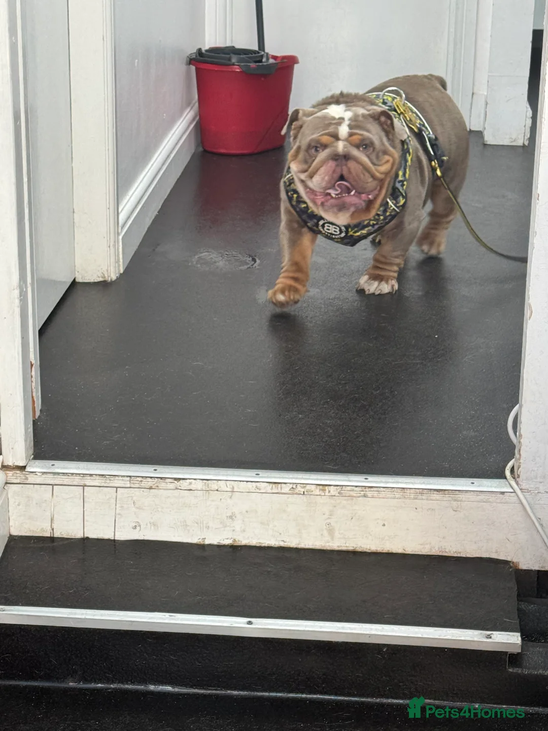 English Bulldog dogs for stud: FOR STUD 🔥Lilac tan tri english bulldog  in Wakefield - Advert 6