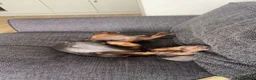 Miniature Dachshund dogs for sale: Blue and Tan Minature Dachshund  - Advert 4