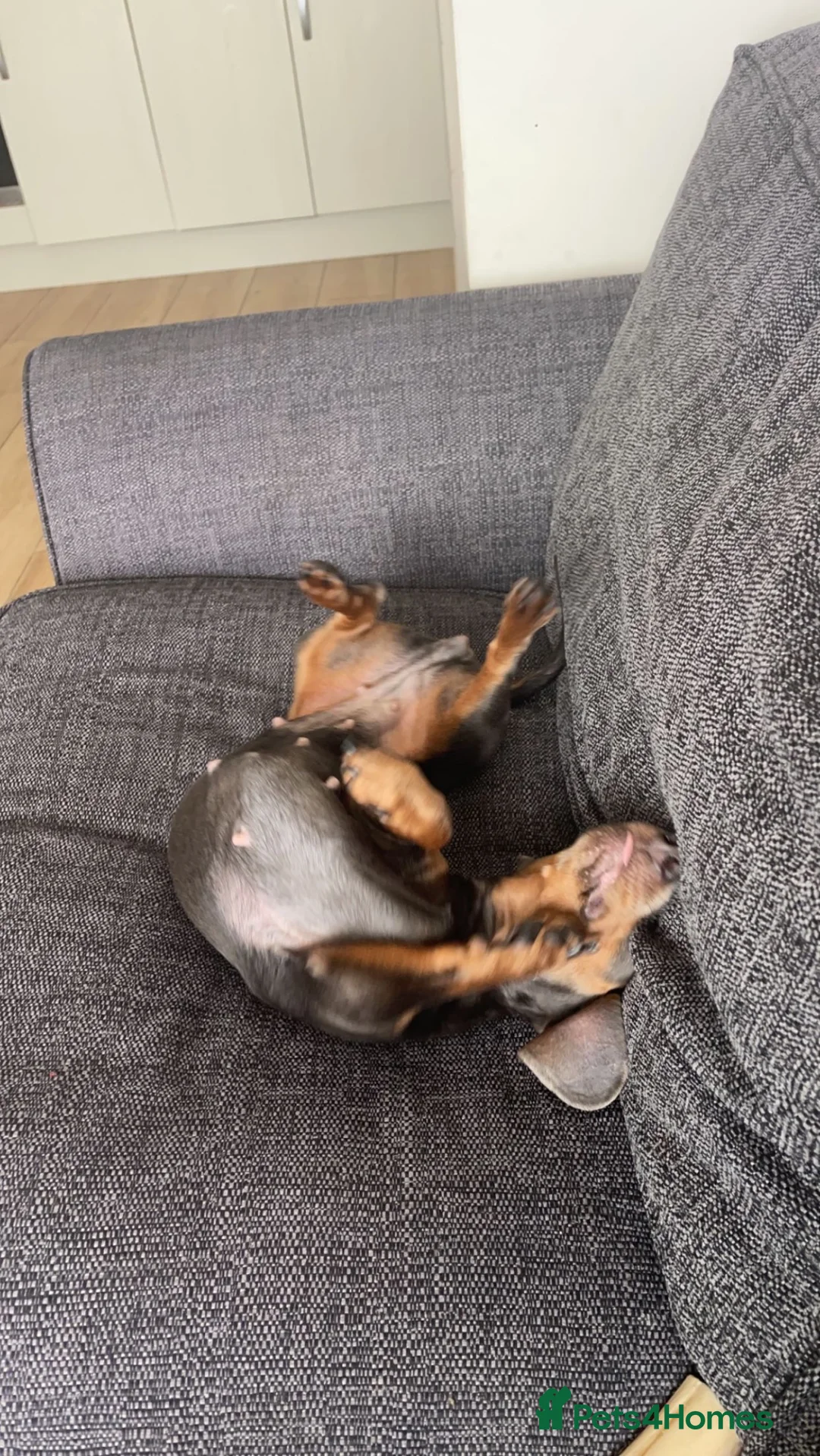 Miniature Dachshund dogs for sale: Blue and Tan Minature Dachshund  - Advert 4