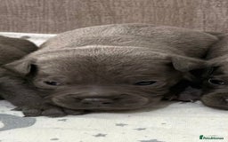 Staffordshire Bull Terrier dogs for sale: 6 beautiful blue Staffordshire bull terriers - Image 9