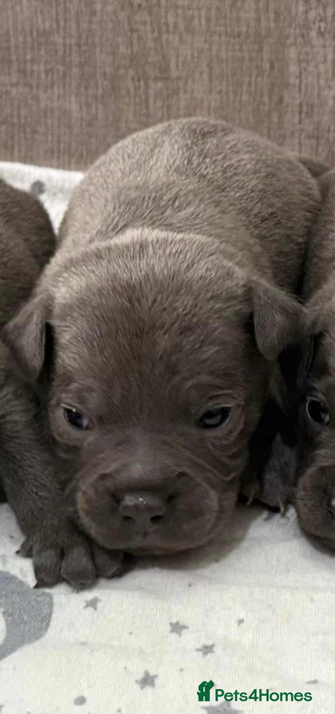 Staffordshire Bull Terrier dogs for sale: 6 beautiful blue Staffordshire bull terriers - Image 9