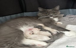 Ragdoll cats for sale: Blue Point/Blue solid Ragdoll kittens  - Image 1