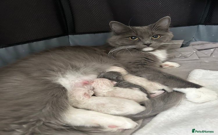 Ragdoll cats for sale - Advert 1