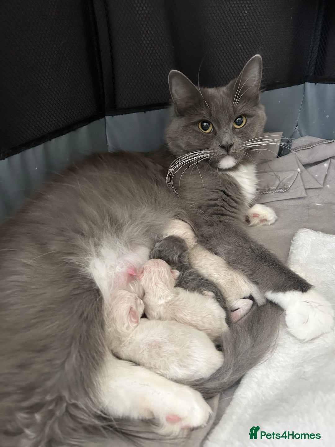 Ragdoll cats for sale: Blue Point/Blue solid Ragdoll kittens  - Image 1