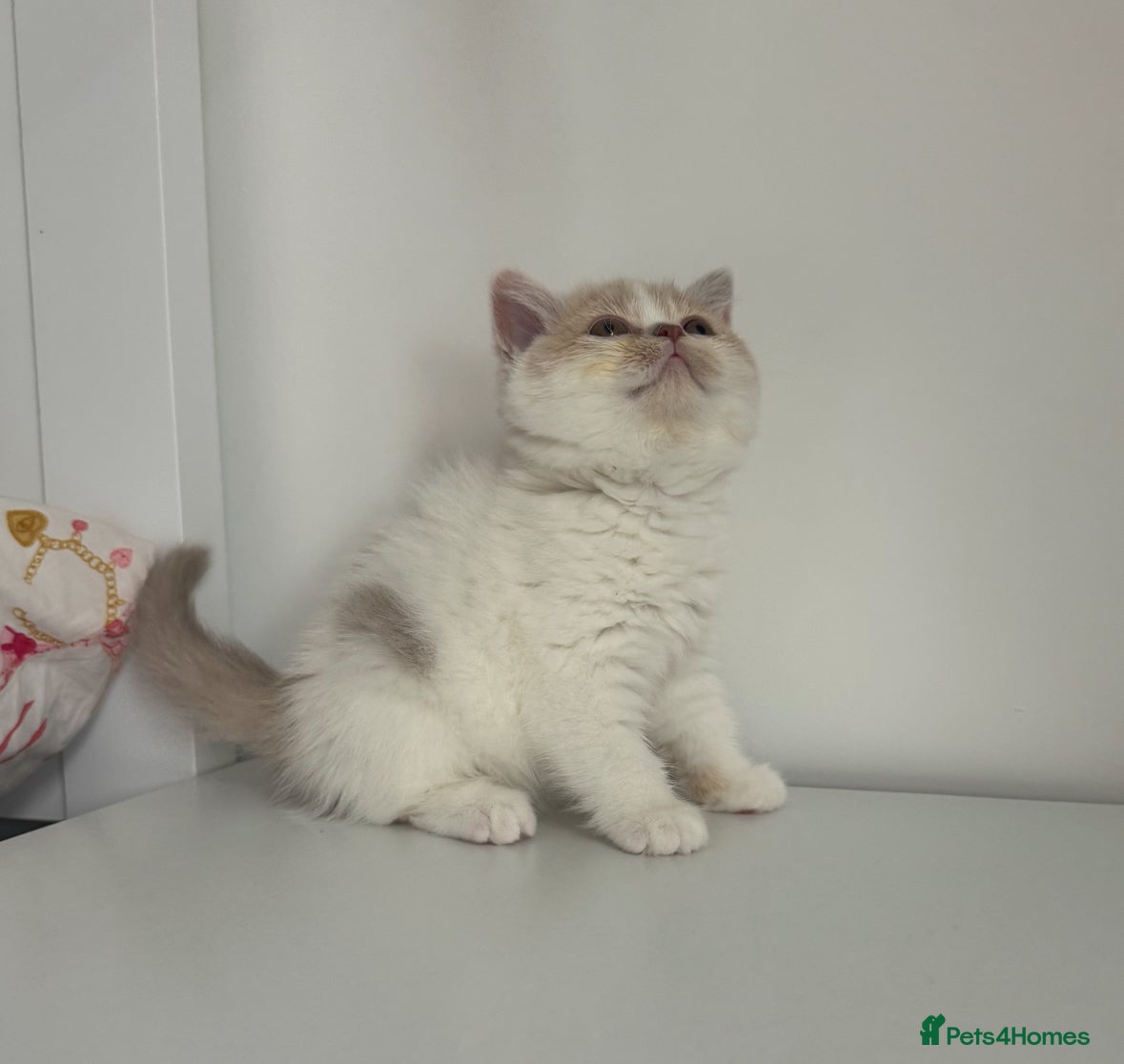 British Shorthair cats for sale: Tica reg Supreme Grand Ch and CH female kittens  - Advert 8