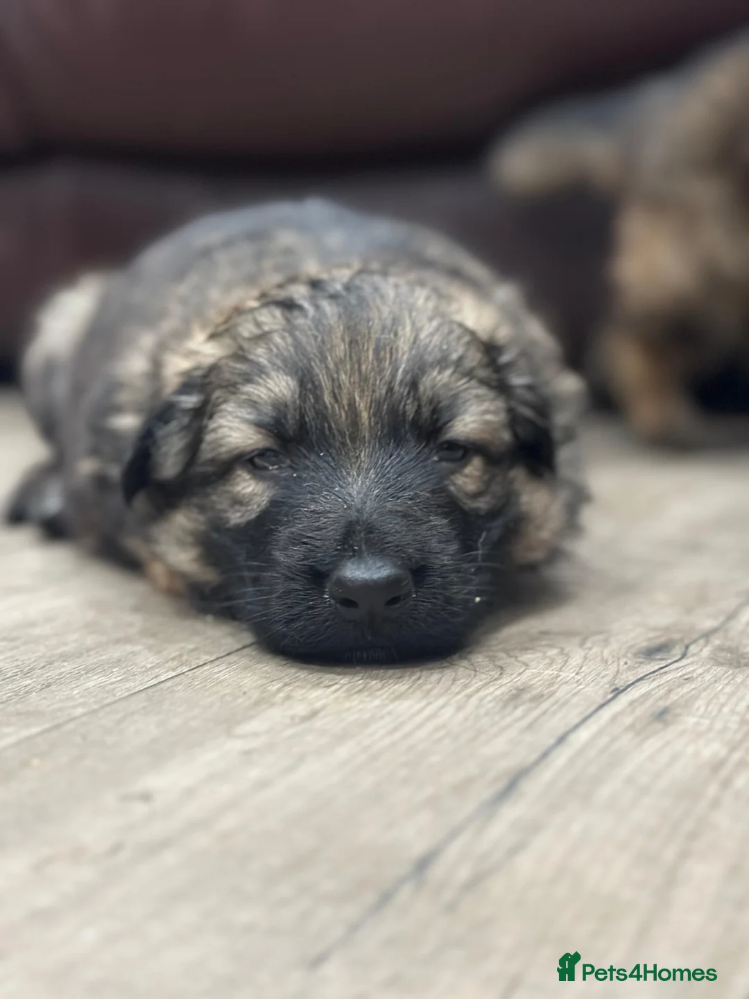 German Shepherd dogs for sale: Kennel club registered straight back GSD - Advert 4