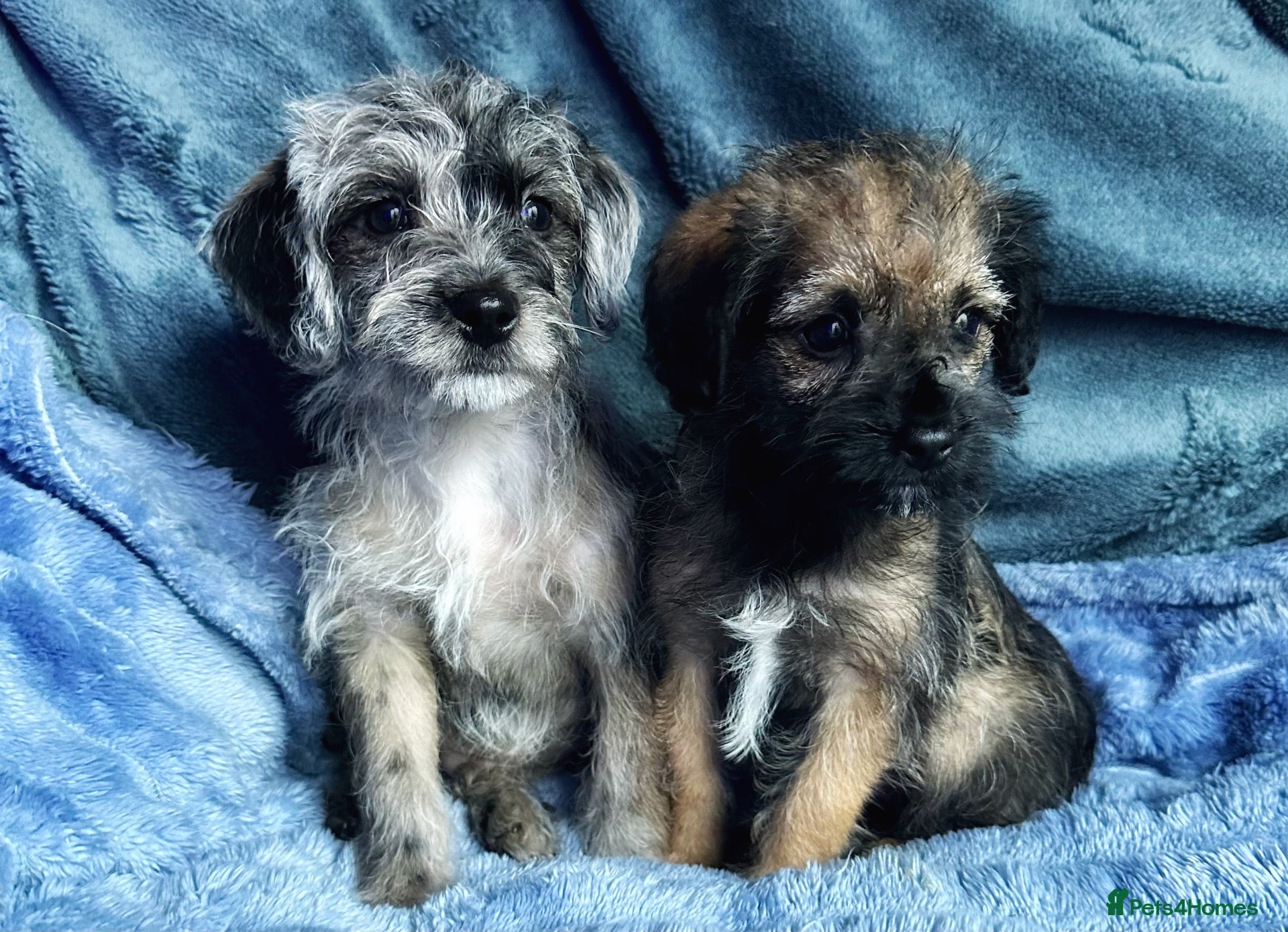Border Terrier dogs Little Stunning Boy and Girl - Advert 1