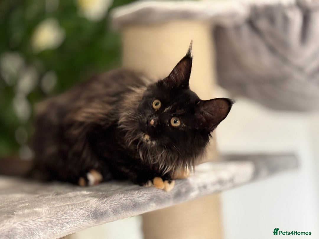 Maine Coon cats for sale: Tica Stunning Kittens  - Image 34
