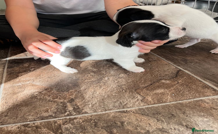 Jack Russell dogs - Advert 1