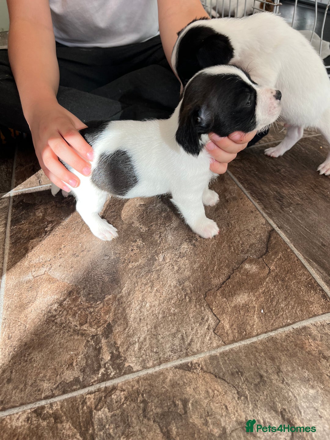 Jack Russell dogs for sale: Stunning little boys and girls - Image 1
