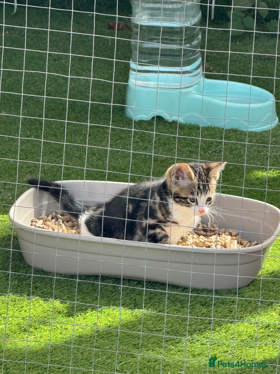 Bengal cats for sale: Beautiful Half Bengal Kittens for Sale  in Portsmouth - Advert 2