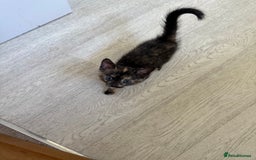 Oriental cats for sale: Beautiful Gentle Baby Girl - Image 7