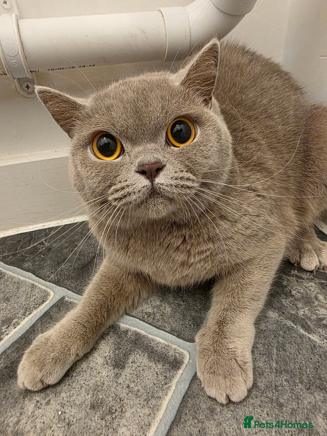 British Shorthair cats for sale: Beautiful Purebred British Shorthair (Lilac)  - Advert 1